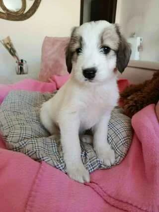 Loyna (Λούνα), female puppy Mixed Breed for adoption at Dogs Voice, Athens