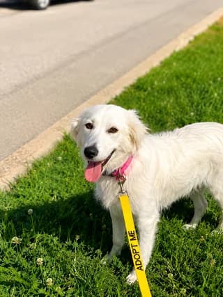 Klontia (Kλώντια), female puppy Mixed Breed for adoption at Dogs Voice, Athens