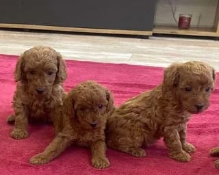 kanis-kokky (κανίς-kokky), puppy Mixed Breed for adoption at Dogs Voice, Athens