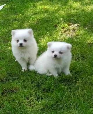 Pomeranian-vika, puppy Mixed Breed for adoption at Dogs Voice, Athens