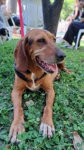 MONIKA, female 3yo Mixed Breed for adoption at Dogs Voice, Athens