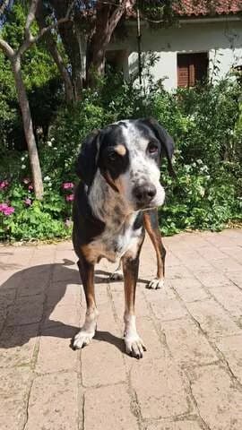 MARThA (ΜΑΡΘΑ), female 7yo Mixed Breed for adoption at Dogs Voice, Athens