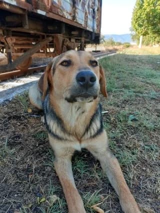 Perla (Πέρλα), female young Mixed Breed for adoption at Dogs Voice, Athens