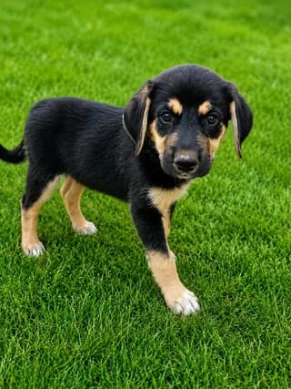 Roky (Ρόκυ), male puppy Mixed Breed for adoption at Dogs Voice, Athens