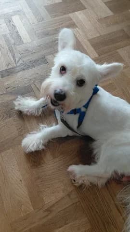 EKTORAS (ΕΚΤΟΡΑΣ), male 7yo Mixed Breed for adoption at Dogs Voice, Athens