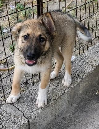 Lee, male puppy Mixed Breed for adoption at Dogs Voice, Athens