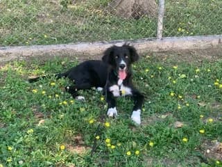 Srek (Σρεκ), male puppy Mixed Breed for adoption at Dogs Voice, Athens