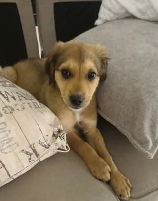 Pippy, male puppy Mixed Breed for adoption at Dogs Voice, Athens