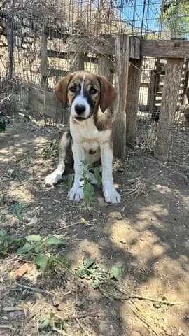 Pippy, female puppy Mixed Breed for adoption at Dogs Voice, Athens