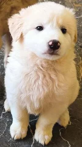 Ariadni (Αριάδνη), female puppy Mixed Breed for adoption at Dogs Voice, Athens