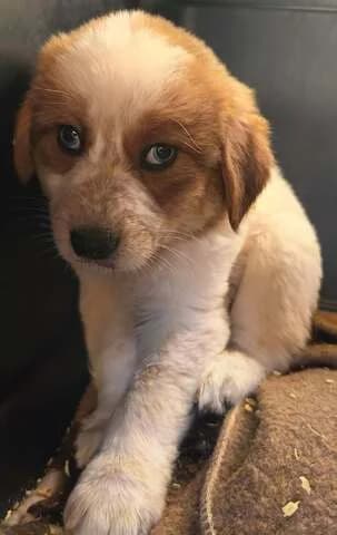 Arsen (Αρσέν), male puppy Mixed Breed for adoption at Dogs Voice, Athens