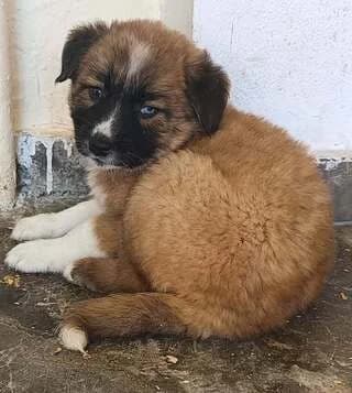 Vlant (Βλάντ), male puppy Mixed Breed for adoption at Dogs Voice, Athens