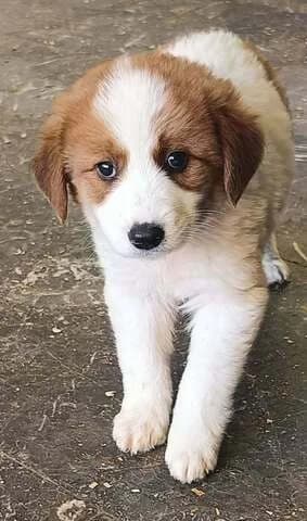 Karolos (Κάρολος), male puppy Mixed Breed for adoption at Dogs Voice, Athens