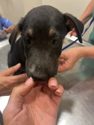 Ken ❤️, male puppy Mixed Breed for adoption at Dogs Voice, Athens