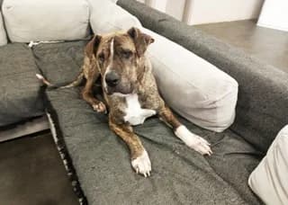 Lucas, male 3yo Mixed Breed for adoption at Dogs Voice, Athens