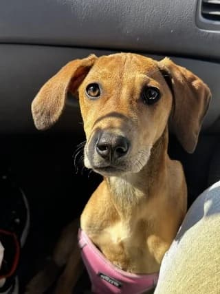 Semeli (Σεμέλη), female puppy Mixed Breed for adoption at Dogs Voice, Athens