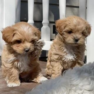 Axiolatreyta mo (Αξιολάτρευτα μω), female puppy Mixed Breed for adoption at Dogs Voice, Athens