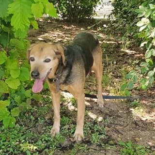 Santra (Σάντρα), female 7yo Mixed Breed for adoption at Dogs Voice, Athens