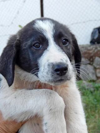 Wim, male puppy Mixed Breed for adoption at Dogs Voice, Athens