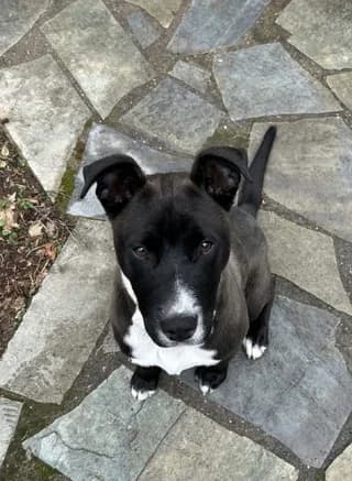 Όskar (Όσκαρ), male 3yo Mixed Breed for adoption at Dogs Voice, Athens