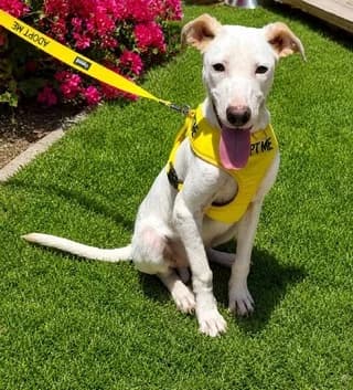 Feather, male young Mixed Breed for adoption at Dogs Voice, Athens