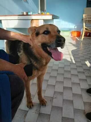 Mpetoven (Μπετόβεν), male 7yo Mixed Breed for adoption at Dogs Voice, Athens