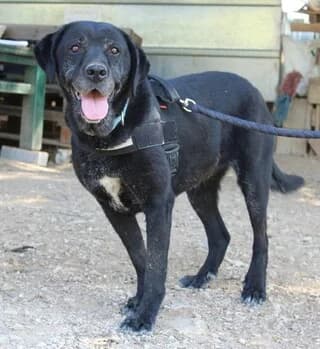 Spyroyla (Σπυρούλα), female 3yo Mixed Breed for adoption at Dogs Voice, Athens