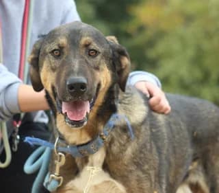 Kafetoylis (Καφετούλης), male 3yo Mixed Breed for adoption at Dogs Voice, Athens
