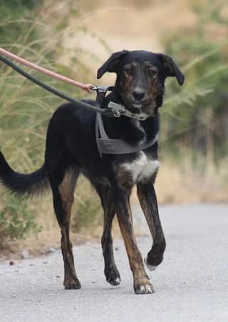 Skarlet (Σκάρλετ), female young Mixed Breed for adoption at Dogs Voice, Athens
