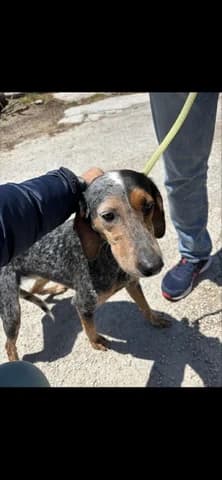 Trikolor (Τρικολορ), female young Mixed Breed for adoption at Dogs Voice, Athens