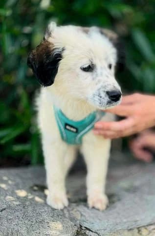 Snoypy (Σνουπυ), male puppy Mixed Breed for adoption at Dogs Voice, Athens