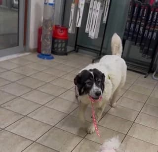 Baloo, female puppy Mixed Breed for adoption at Dogs Voice, Athens