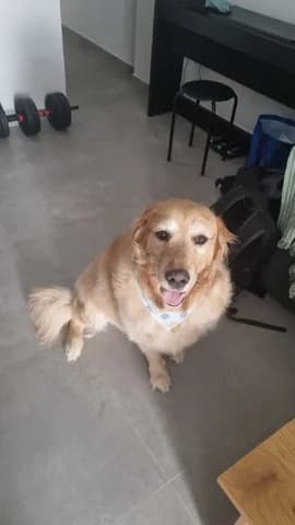 Spike, male 7yo Mixed Breed for adoption at Dogs Voice, Athens