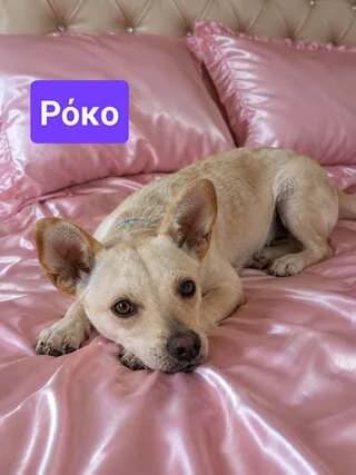 Roko 10 minon (Ρόκο 10 μηνών), male puppy Mixed Breed for adoption at Dogs Voice, Athens