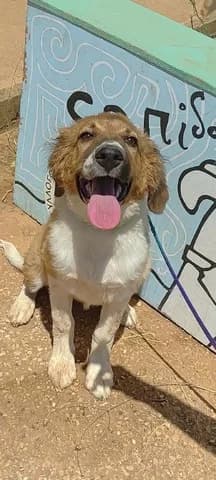 Karamela Kolei (Καραμέλα Κολεϊ), female puppy Mixed Breed for adoption at Dogs Voice, Athens