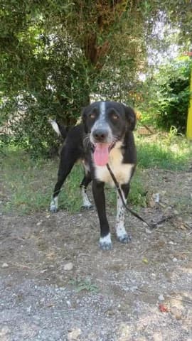 Roky, male young Mixed Breed for adoption at Dogs Voice, Athens