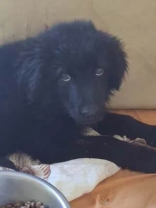 PRADA, 3 minon (PRADA, 3 μηνών), female puppy Mixed Breed for adoption at Dogs Voice, Athens