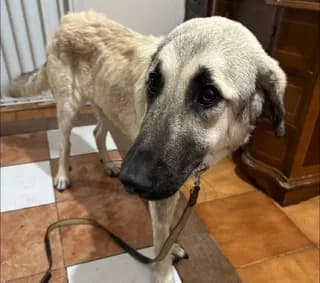 Sasa (Σασα), female young Mixed Breed for adoption at Dogs Voice, Athens