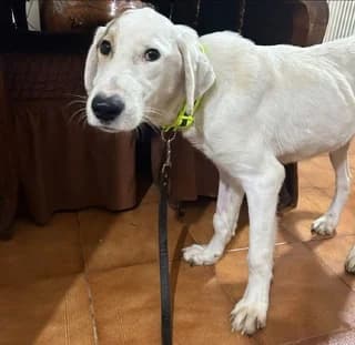 Miky (Μικυ), male young Mixed Breed for adoption at Dogs Voice, Athens
