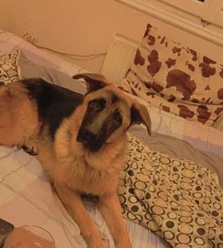 Somar (Σόμαρ), male 3yo Mixed Breed for adoption at Dogs Voice, Athens
