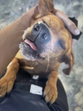 Sindy, female 3yo Mixed Breed for adoption at Dogs Voice, Athens