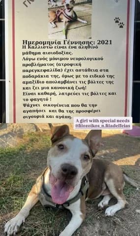Kallisto (Καλλιστώ), female 3yo Mixed Breed for adoption at Dogs Voice, Athens