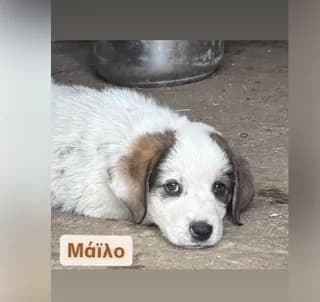 Mailo (Μαιλο), male puppy Mixed Breed for adoption at Dogs Voice, Athens