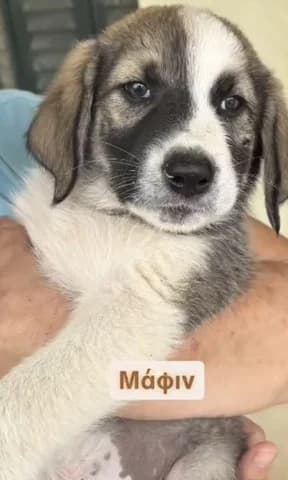 Mafin (Μαφιν), male puppy Mixed Breed for adoption at Dogs Voice, Athens