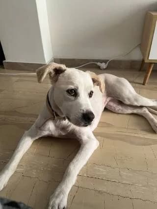 Sylvia (Σύλβια), female 7yo Mixed Breed for adoption at Dogs Voice, Athens