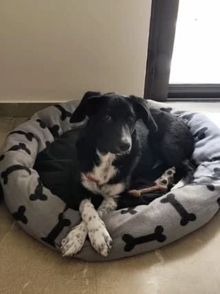 Nora (Νόρα), female puppy Mixed Breed for adoption at Dogs Voice, Athens