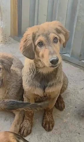 FOYNTOYKIS (ΦΟΥΝΤΟΥΚΗΣ), male puppy Mixed Breed for adoption at Dogs Voice, Athens