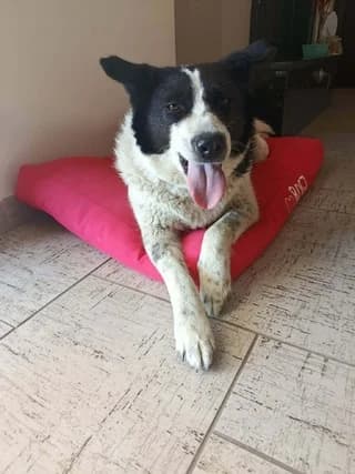Mpoympoy (Μπουμπού), female 7yo Mixed Breed for adoption at Dogs Voice, Athens