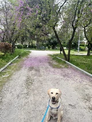 Arthur, male puppy Mixed Breed for adoption at Dogs Voice, Athens