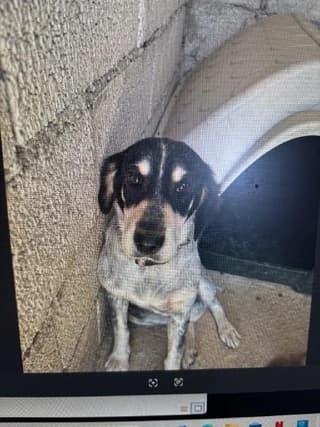 Nala (Ναλα), female 3yo Mixed Breed for adoption at Dogs Voice, Athens